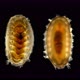 Mollusca Acanthochitona Sp. Under the Microscope, Class Polyplacophora - VideoHive Item for Sale