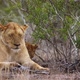 African lion in Kruger National park, South Africa - VideoHive Item for Sale