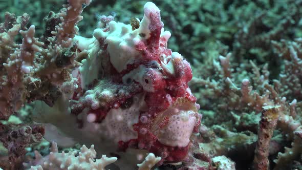 red and white warty frogfish. A close up of a warty frogfish sitting on a coral reef.