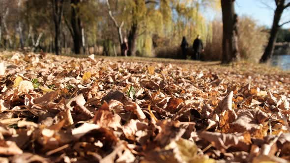 Walk in the Autumn Park By the River. Beautiful Landscape. Fallen Yellow Foliage