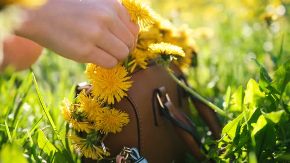 Little Girl Collects Dandelions on a Sunny Meadow and Decorates a Baby Bag Closeup