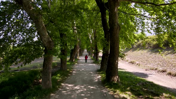 A Man Walking Among The Trees