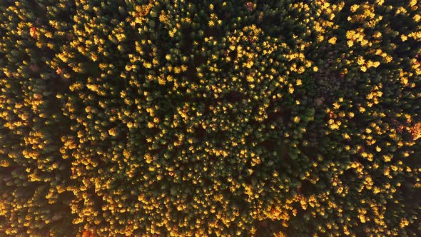 Aerial View of Forest During Calm Autumn Sunset