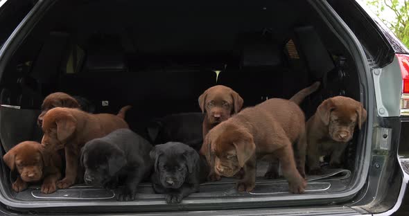 Brown and Black Labrador Retriever, Puppies in the Trunk of a Car, Normandy in France