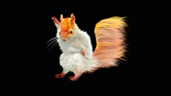 80 Squirrel Samba Dancing HD