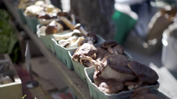 Organic oyster, olive oyster ling and wine cap mushrooms at a farmers market.