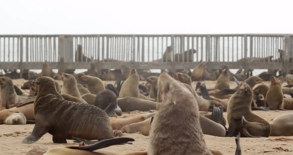 Amazing colony of seals on the beach of Cape Cross, seals all over the beach, 4k