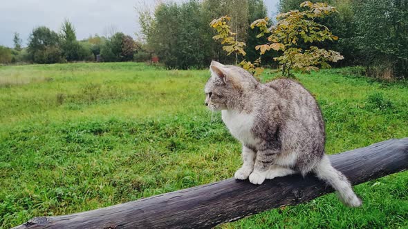 Gray Tabby Cat Licks Itself