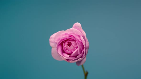 Timelapse of Blooming Pink Peony Outdoors. Flower Opening Backdrop.