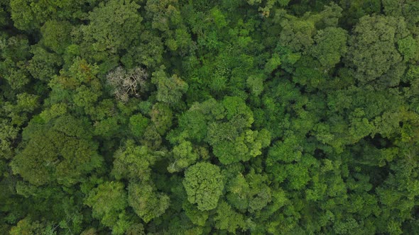 Untouched Dense Rainforest