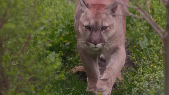 Beautiful Puma in Spring Forest