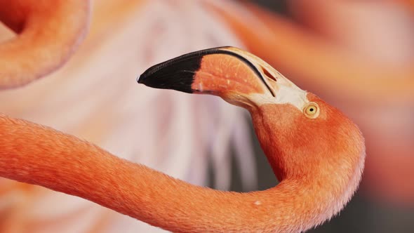 Close up vertical video of a reddish-pink american flamingo standing among its peers in its natural