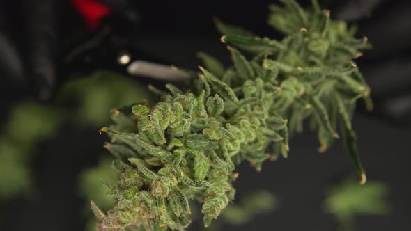 Trim Before Drying. Growers Trim Their Pot Buds Before Drying. Man's Hands Trimming Marijuana Bud