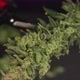 Trim Before Drying. Growers Trim Their Pot Buds Before Drying. Man's Hands Trimming Marijuana Bud - VideoHive Item for Sale