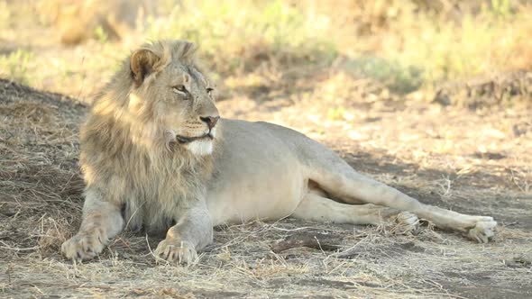 Wide shot of a sleepy male lion laying in the shade, Mashatu Botswana.