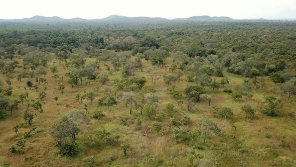 Aerial Shot of the Group of Giraffes Run Through the African Savannah and Feed on an Overcast Day. M