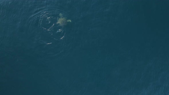 A large sea turtle swims deep below the blue ocean after coming to the surface to breathe. High dron