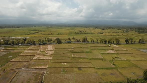 Rice Terraces on Bali