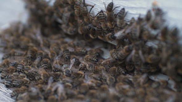 Honey bees at the entrance to the hive