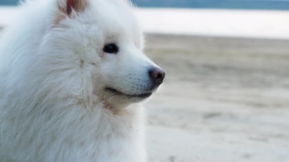 The dog sits on the shore of the sand near the ocean and the wind develops its fur.