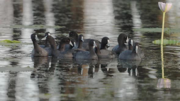 close shot of a flock of eurasian coots swimming on marlgu billabong