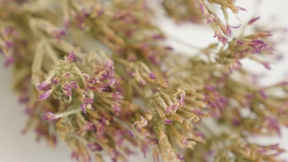 Tilting over dried flowers of Centaurium erythraea shallow DOF 4K 2160p 30fps UltraHD footage - Herb