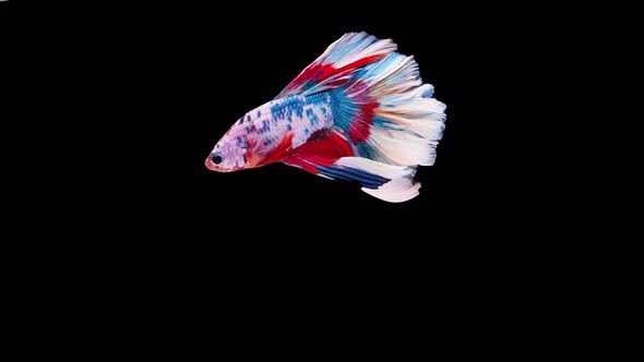 Siamese fighting fish (Betta splendens) alt