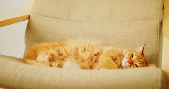 Cute Ginger Cat Sleeping on Beige Chair. Fluffy Pet Dozing on Couch. Cozy Home.