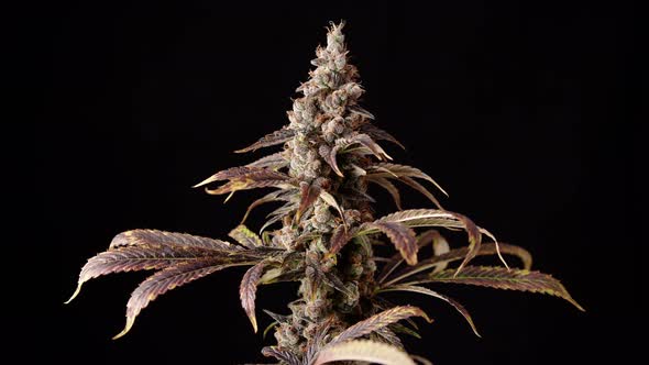 Top Bud On Weed Plant Rotating Slow Motion In Studio alt