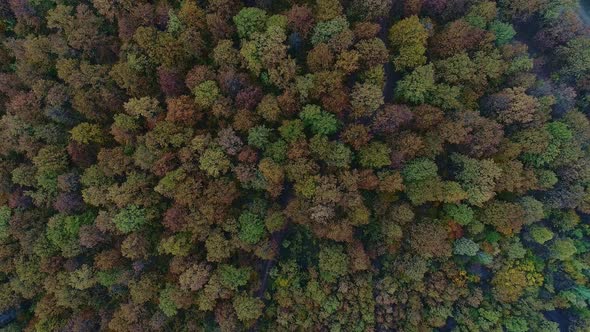 Beautiful Autumn Deciduous Forest with Colorful Foliage, Aerial Photography