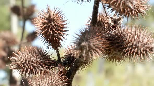 Bush Thorn