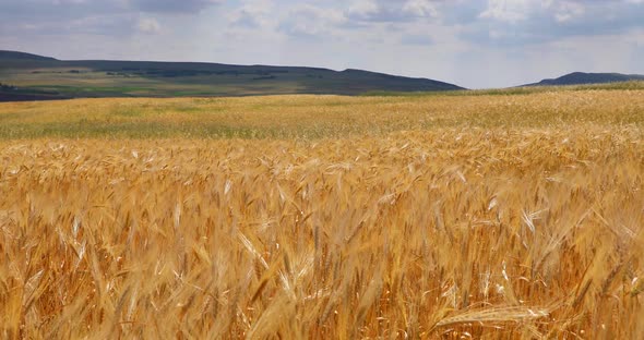 Fluttering wheat fields in summer in the mountains