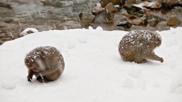 Japanese Snow Monkeys Looking For Food