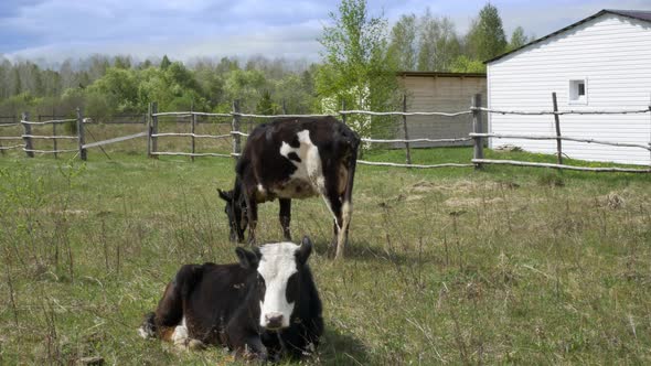 The Life of Cows on a Farm, One Cow Lies Chewing Grass, the Other Licks Its Skin