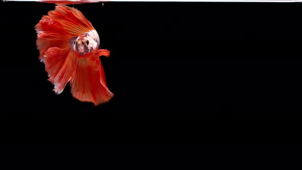 slow motion of Siamese fighting fish (Betta splendens), well known name is Plakat Thai