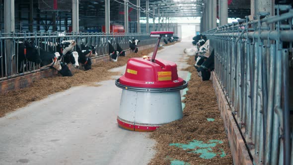 Robot is Shoving Hay Closer to Cows