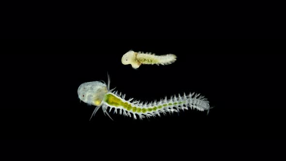 The Polychaete Worm Larva Under a Microscope From the Phyllodocidae Family, of Type Annelida