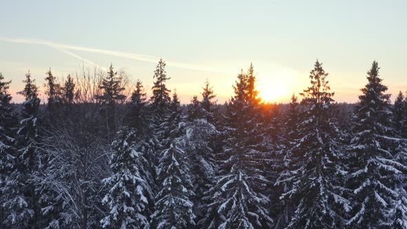 Sunny Evening in Winter Forest Sunset Snow Covered Frozen Pine Trees in Sun Beams