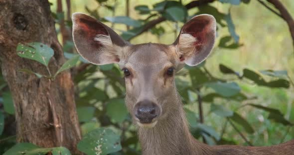 Beautiful Female Sambar (Rusa Unicolor) Deer Face in the Ranthambore National Park, Rajasthan, India