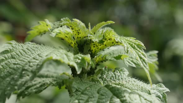 Plant of wild common nettle close-up 4K 2160p 30fps UltraHD footage -  Urtica dioica stinging nettle