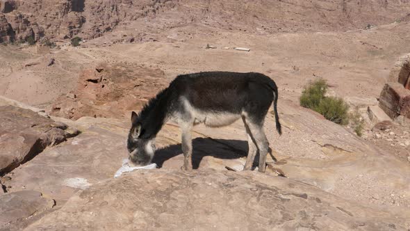 Donkey Eating From the Ground in Rocky Area of the Ancient City Petra Jordan