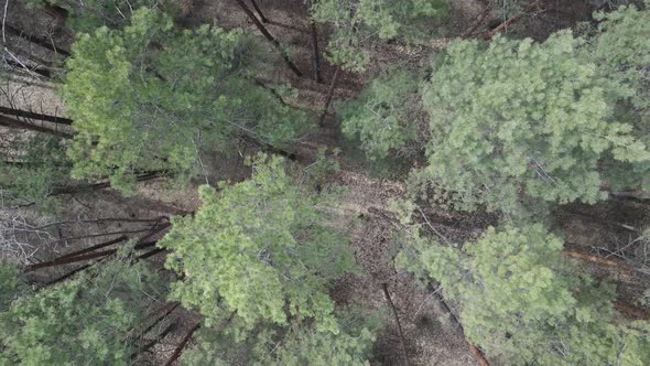 Pine Forest in the Afternoon Aerial View Slow Motion