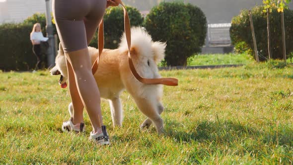 Young woman walking her cute Akita Inu dog in park on sunny day. Lovely pet