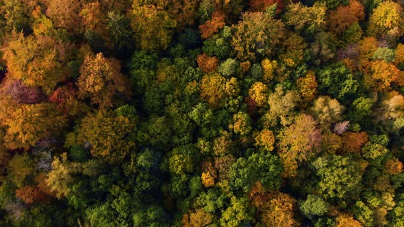 Autumn forrest park trees drone view spin 