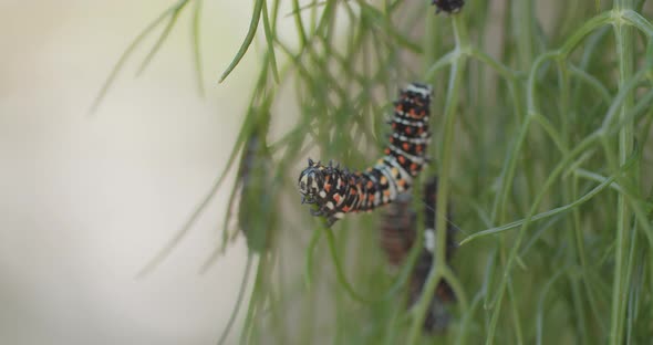 Macro shot of an immature swallowtail butterfly caterpillar as it eats the end of a branch of anise.