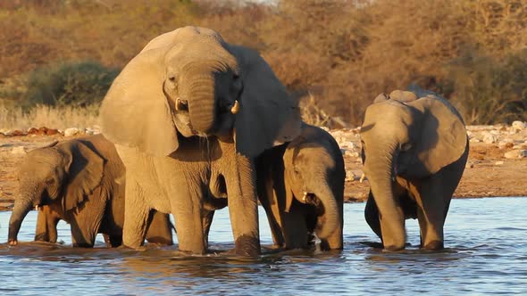 African Elephants Drinking Water - Etosha National Park