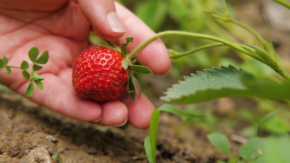 A woman's hand picks up a red strawberry from the ground and then plucks it from a bush