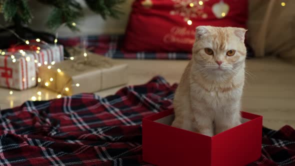 Cat Sitting in Gift Box on Background of Decorated Christmas Tree with Lights and Gifts alt