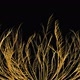 Wild Grass Of Gold - VideoHive Item for Sale