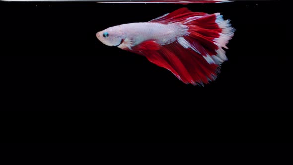 Siamese fighting fish (Betta splendens) alt
